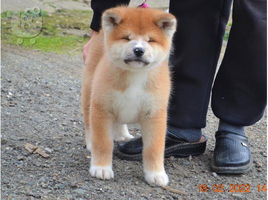 Akita Inu κουτάβια